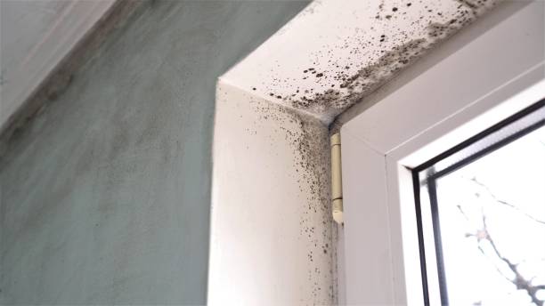 Best Post-Flood Mold Remediation in Vandalia, OH