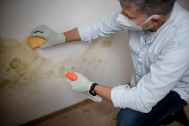 Best Mold Testing and Inspection Services in Vandalia, OH