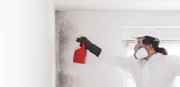 Best Crawl Space Mold Remediation in Vandalia, OH